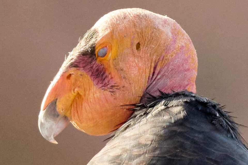 尼康Z800mmf/6.3VRS镜头深度评测