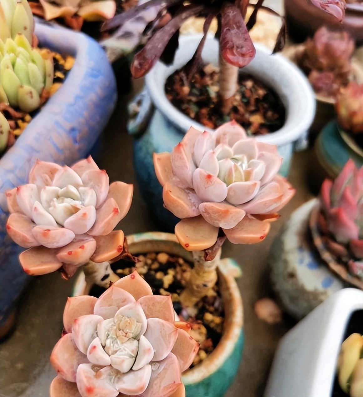 多肉如何浇水才能养好,秋天气温多少度多肉法师正常浇水