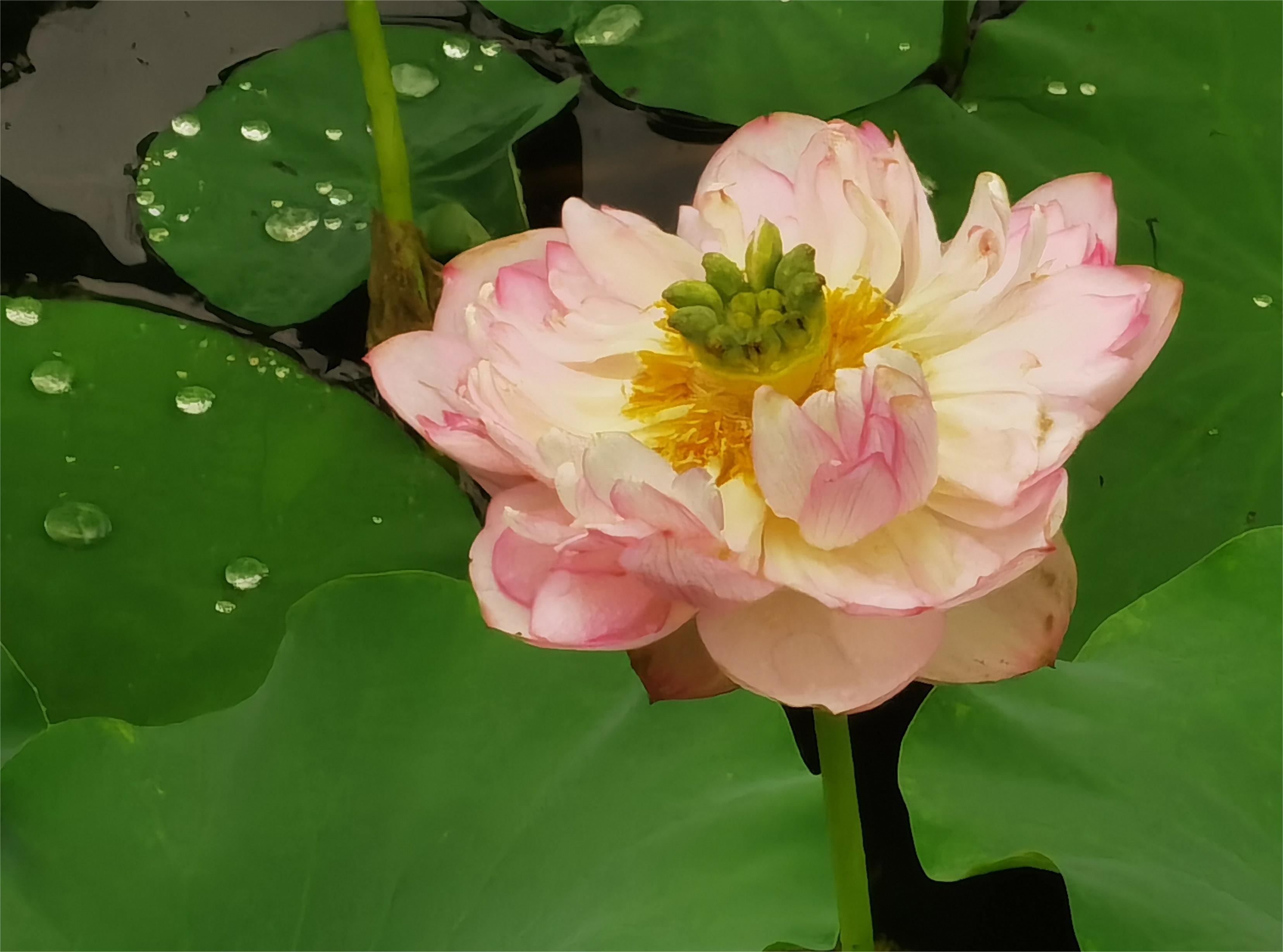 寻夏雨荷,寻找夏雨荷的景点