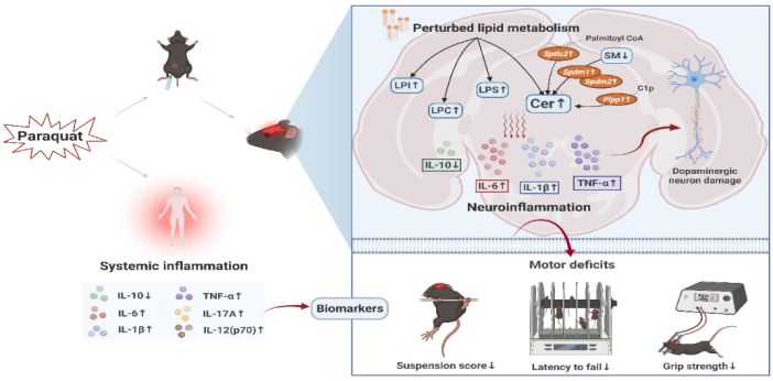 世界帕金森病日第28个主题,世界帕金森病日完整版
