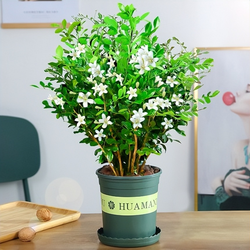 家庭盆景既好养又有观赏价值,各种小盆景大全图片