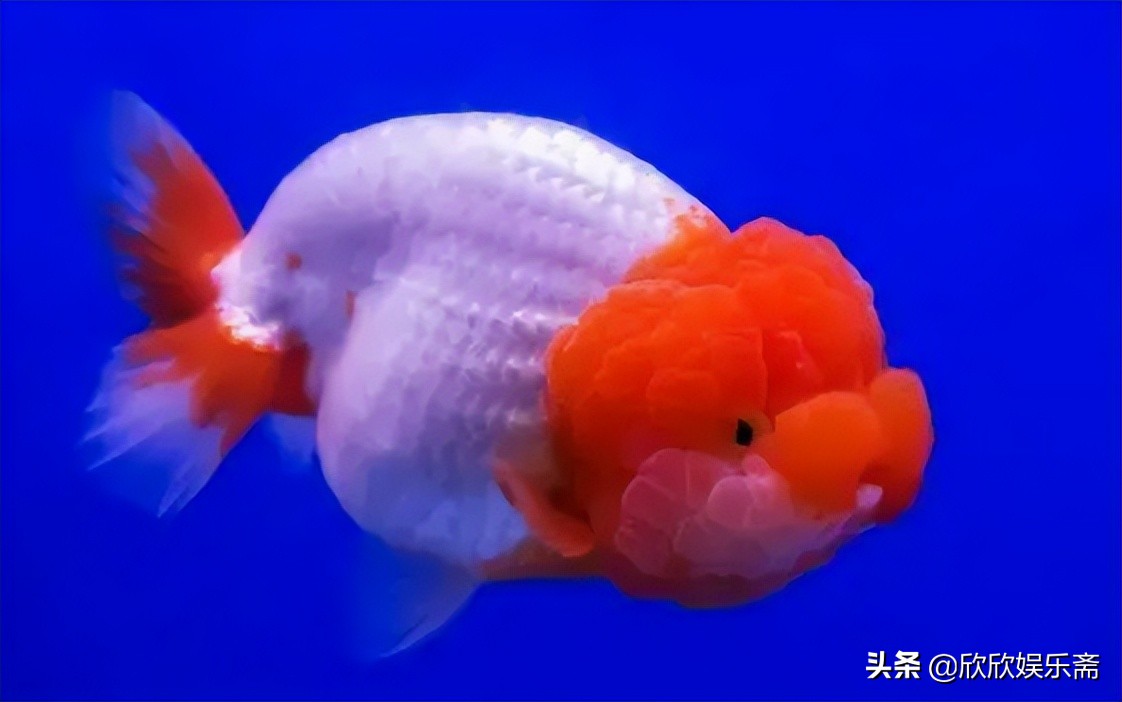 兰寿金鱼可以养在草缸吗,兰寿鱼缸开缸教程