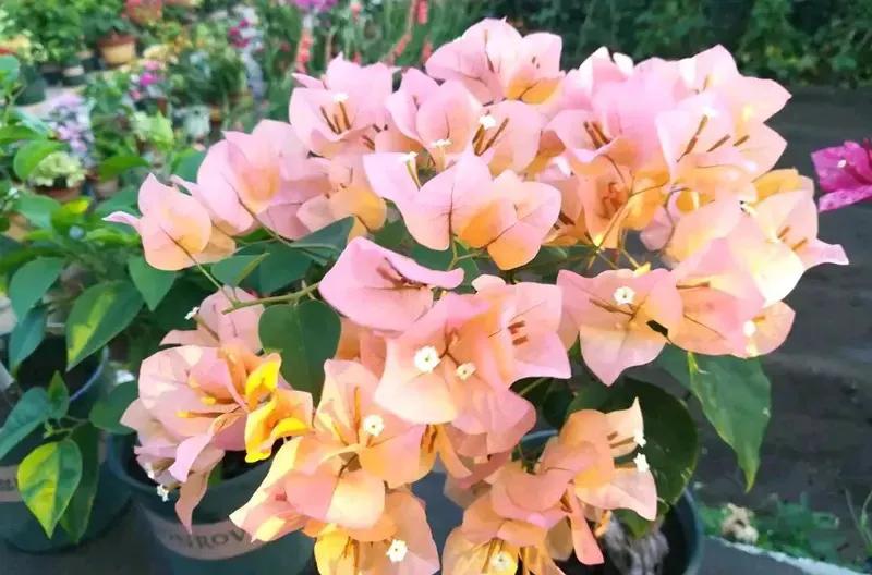 国色天香秀色可餐的美女 (秀色可餐与国色天香)