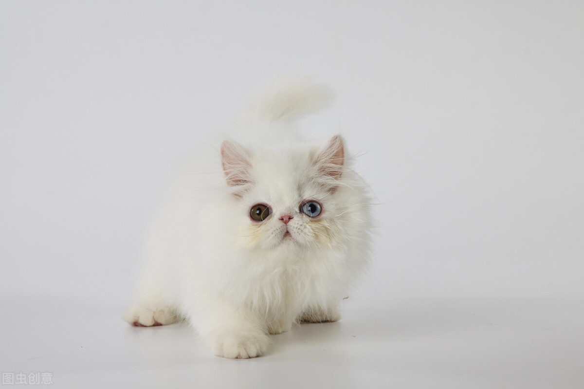 猫得猫癣怎样才能快速治好,猫癣的形成原因