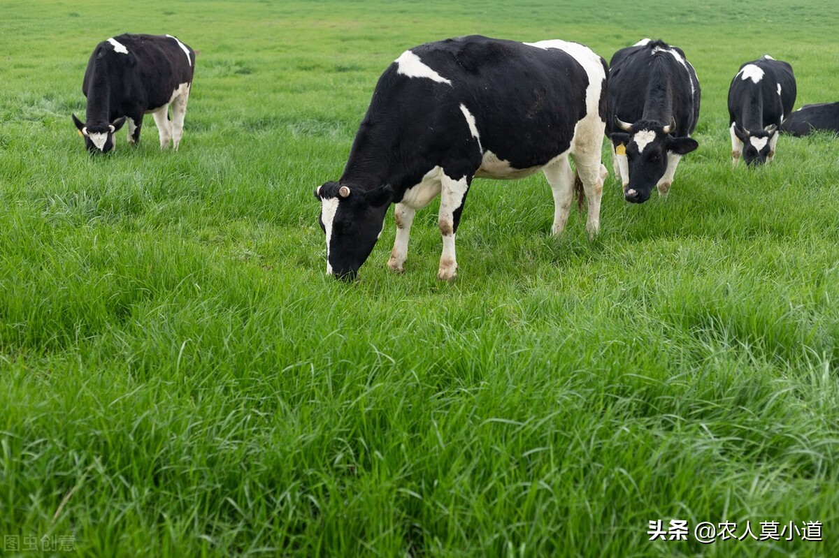 养牛利润最大的养牛方式是什么呢,养牛成本和养牛利润