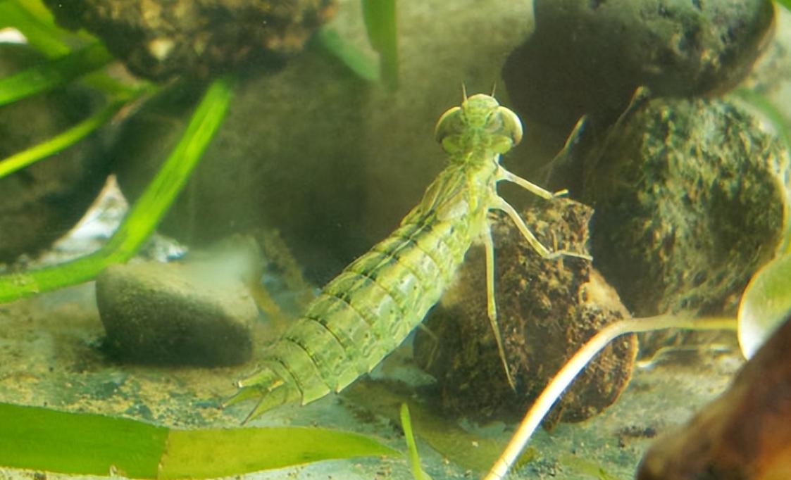 舌头是最强韧有力的肌肉，为什么人类不进化出用舌头打架？