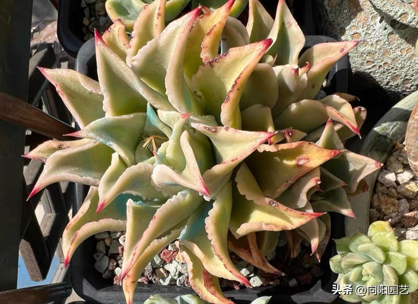 多肉饺子皮，2个品种，你喜欢哪一种？白饺子皮颜值更高！