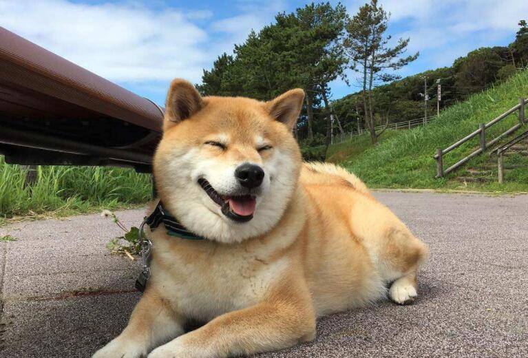 上班族适合养的狗,什么狗最合适小学生新手养也便宜