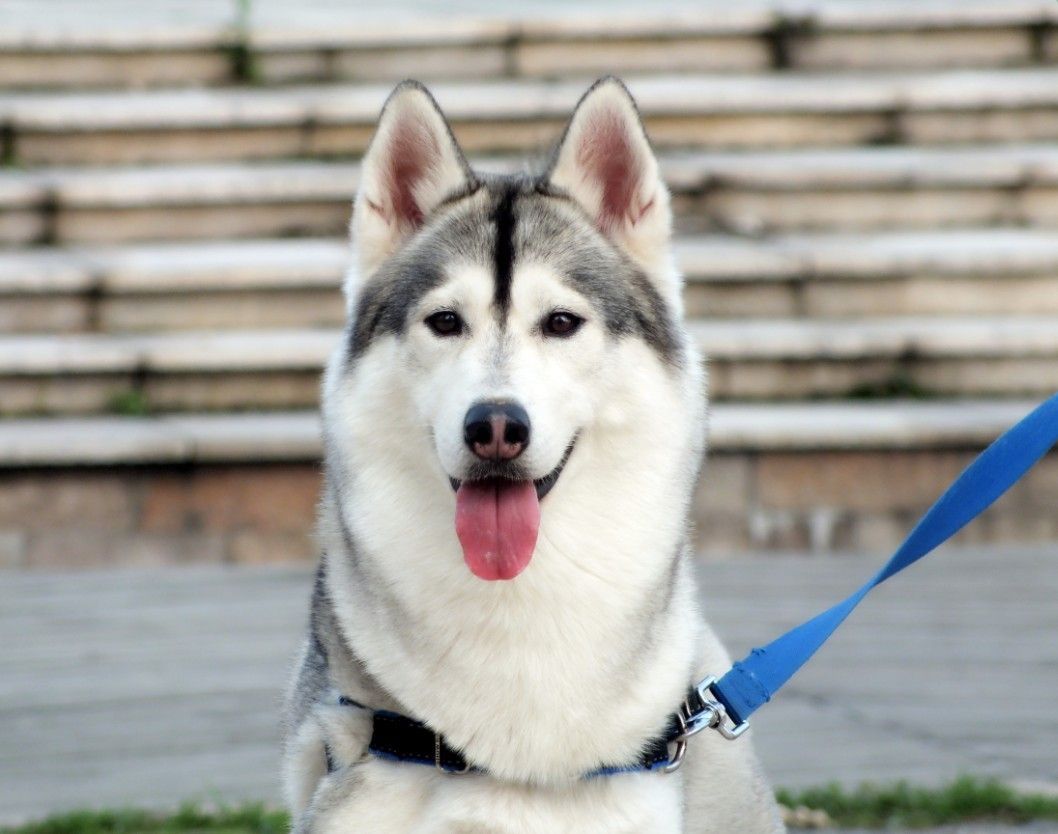 哈士奇拉稀怎么办但是很活泼,哈士奇幼犬拉稀又吐没精神怎么办