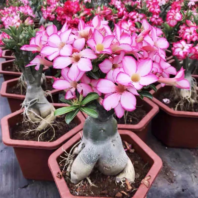 养这10种花越养家里越干净,适宜在家中养的10种花排名