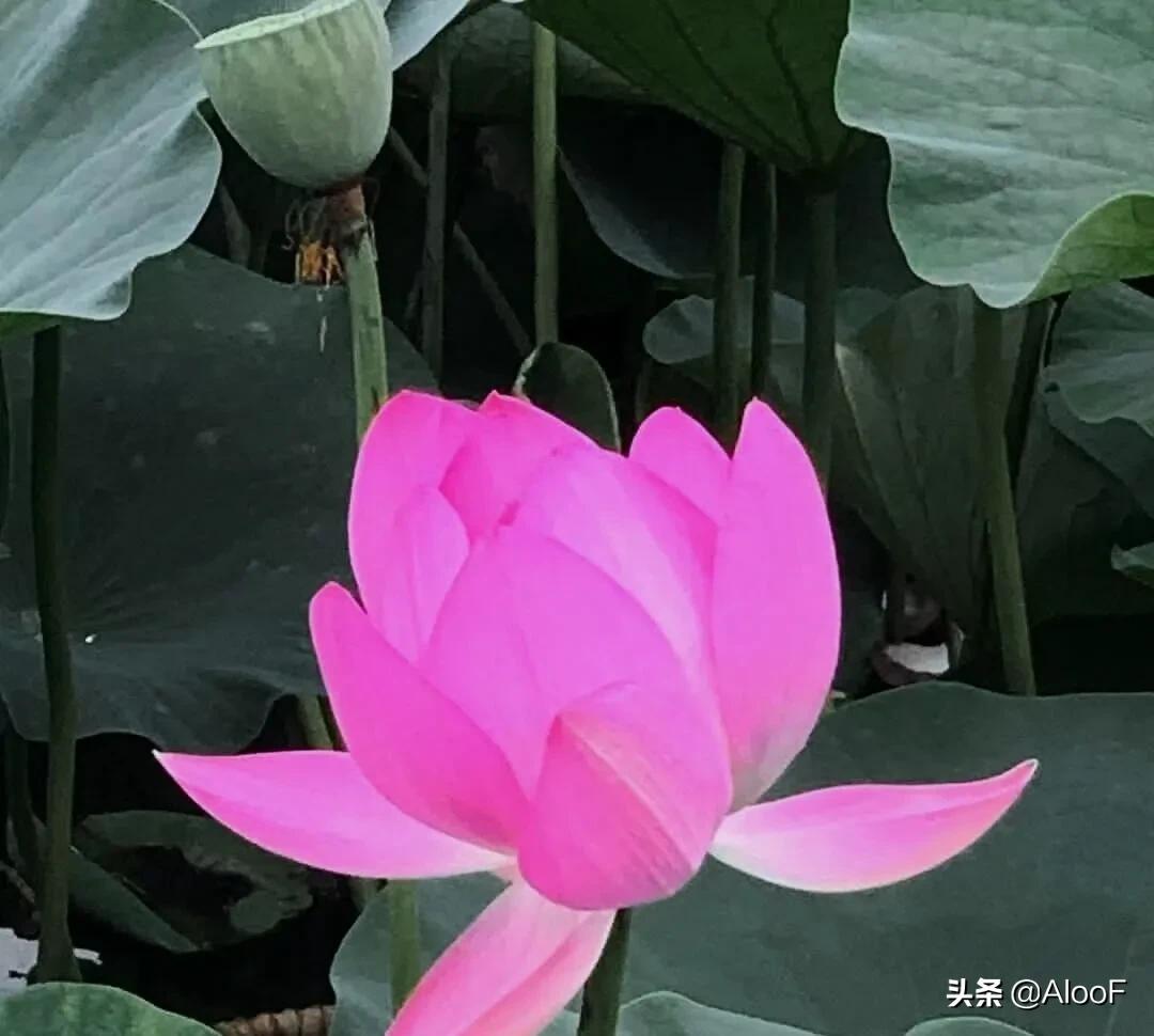 唯美的荷花壁纸,唯美荷花水墨画