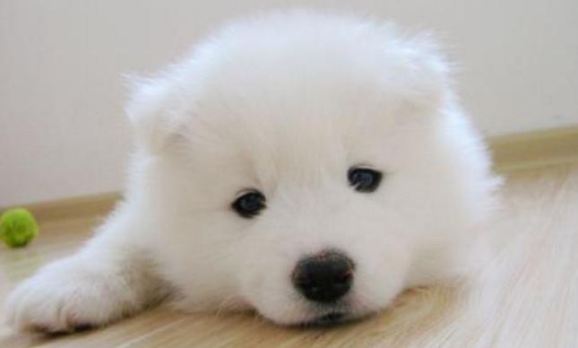 狗狗在家里好吗,狗狗在家里会得细小吗