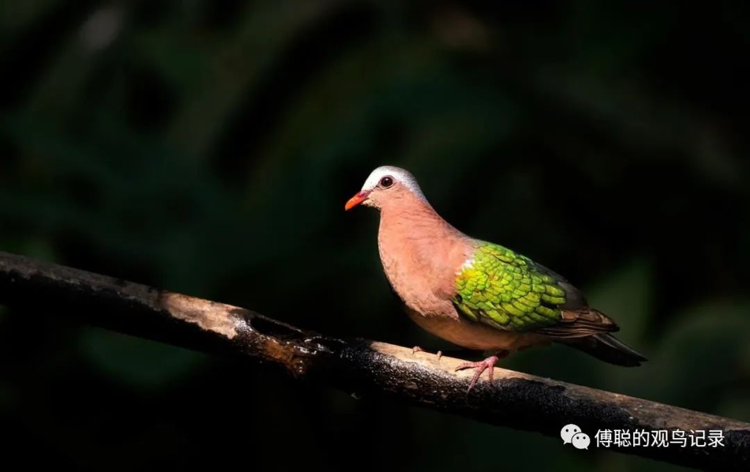 厦门天竺山森林公园旅游攻略,厦门天竺山森林公园步道