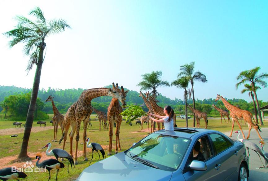 番禺长隆野生动物酒店住宿攻略,长隆野生动物世界金蛇秘境视频