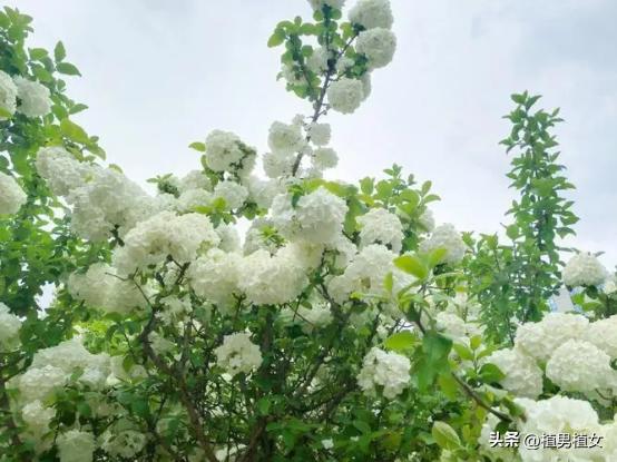 富不富门前栽这六棵树,富不富门前三棵树