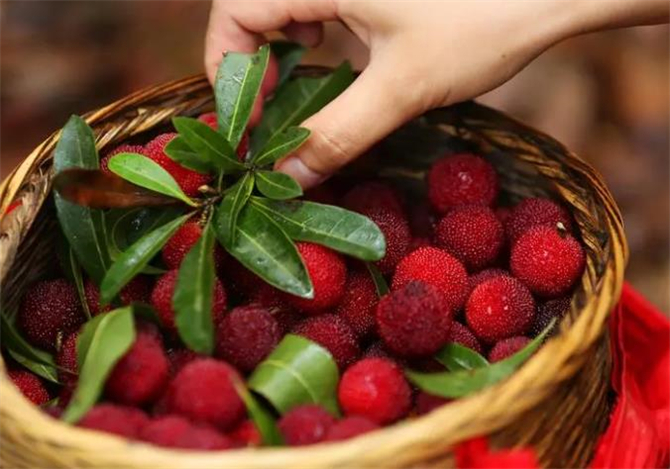 杨梅什么时候吃没有虫子,杨梅几月开始有虫子