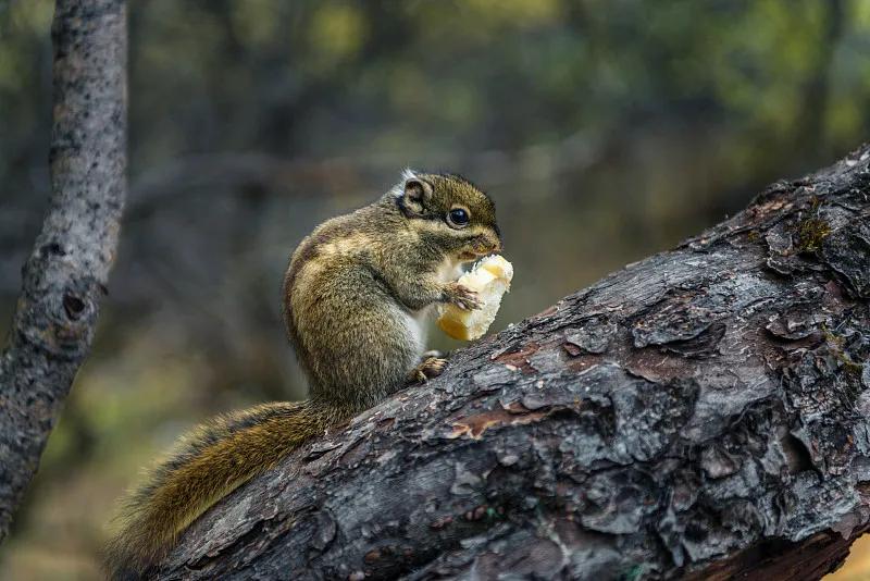 素食宠物食品,素食宠物零食有哪些品种
