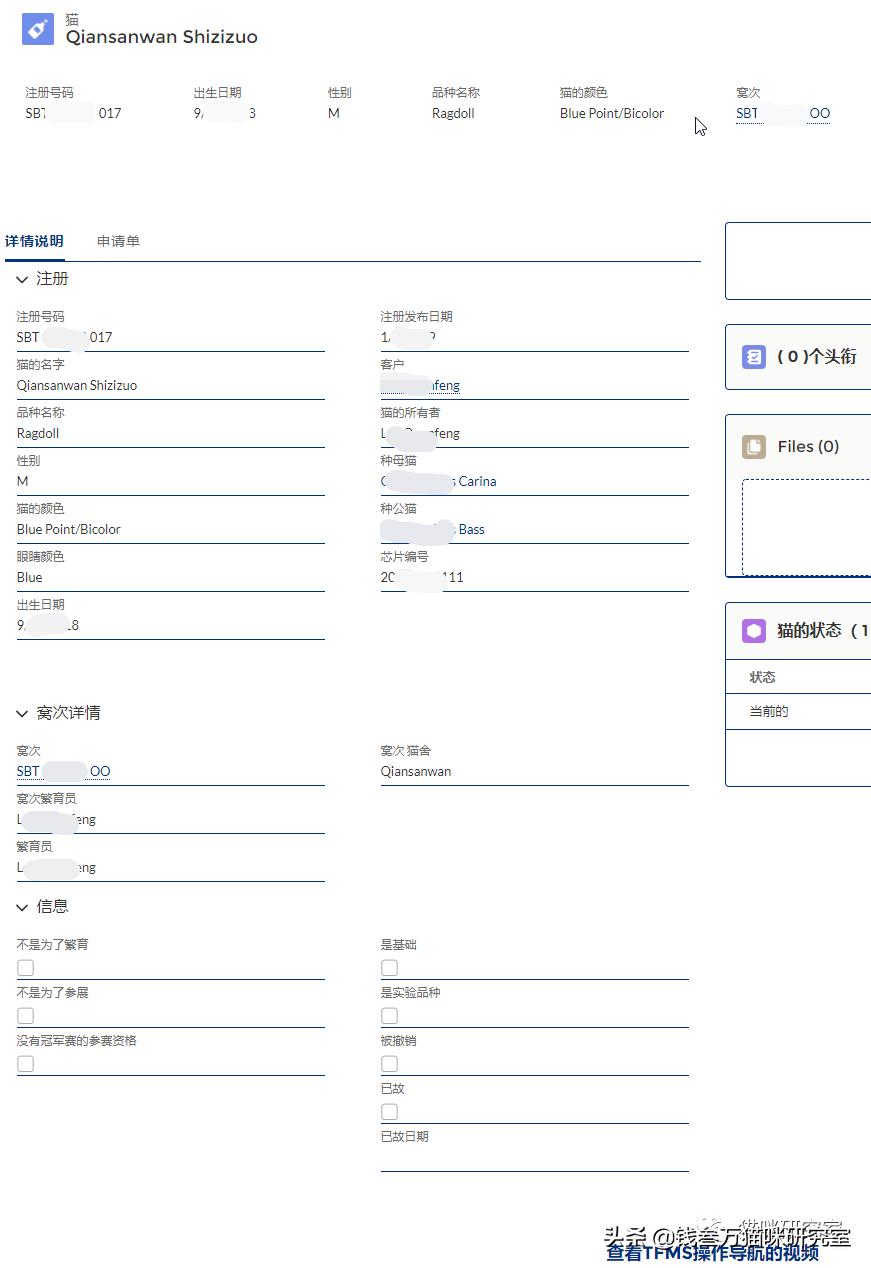 新手养猫便宜选择哪种猫,买纯种猫注意事项有哪些
