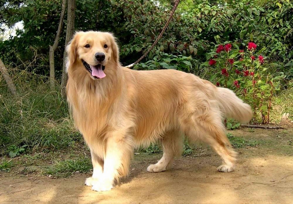 养狗首选的3种狗既便宜又好养,新手养狗什么狗比较便宜好养