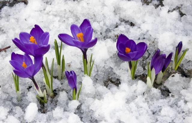 十大高档花卉,十大价值高的植物