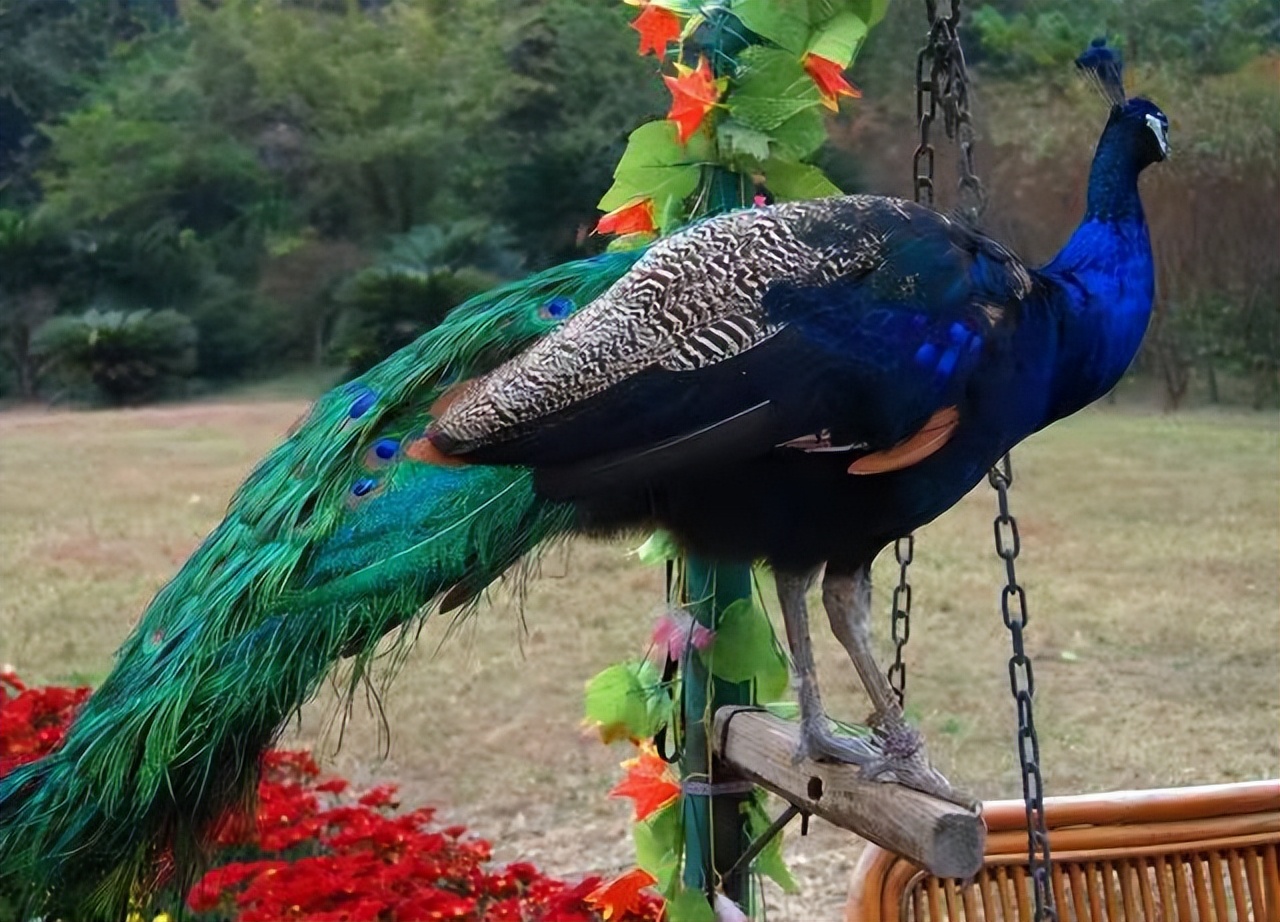 养孔雀主要靠什么赚钱,在农村养孔雀挣钱吗投资多少