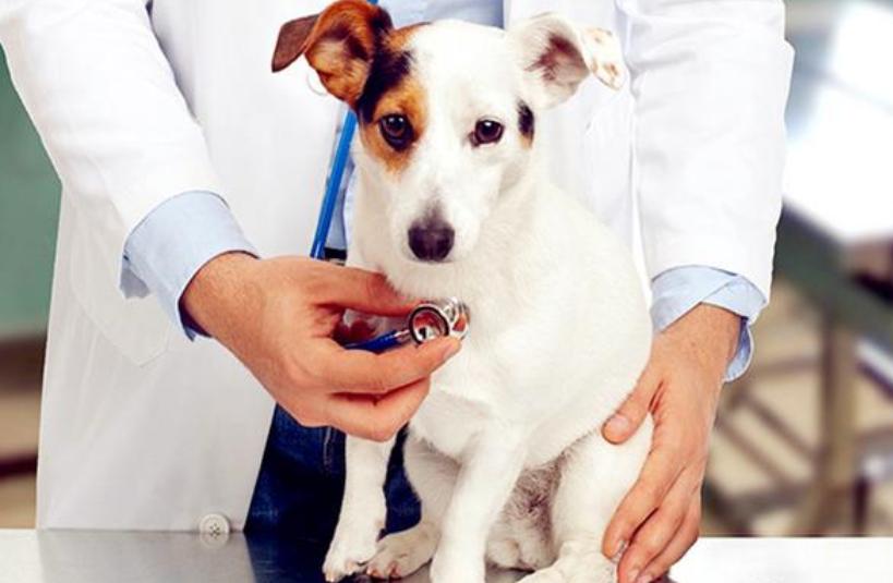 尿路感染狗狗,狗狗尿路感染的症状有哪些