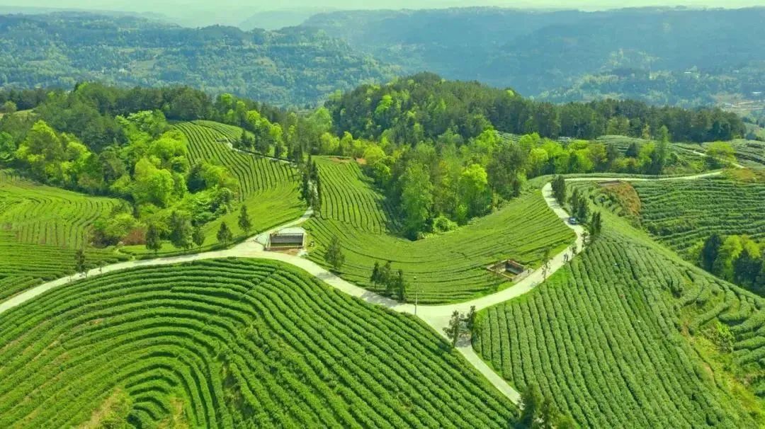 到四川广元必带的土特产,四川广元土特产有哪些