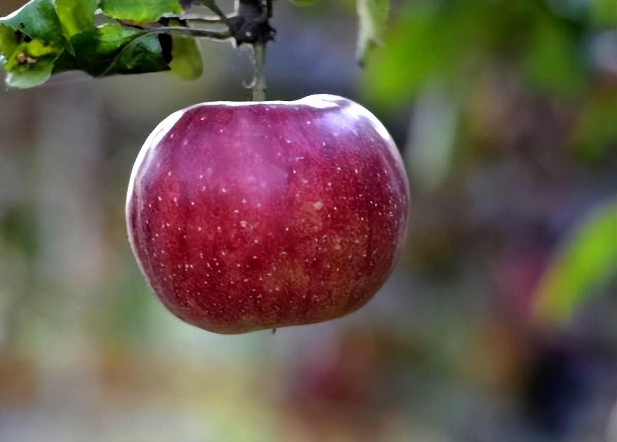 吃花生减肥最有效的方法,花生会发胖吗
