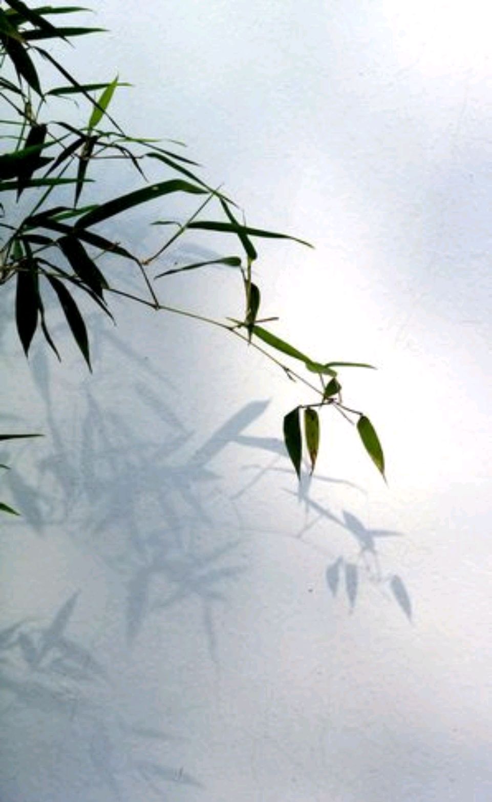 荷风送香气竹露滴清响属于律诗吗,荷风送香气竹露滴清响是描写什么