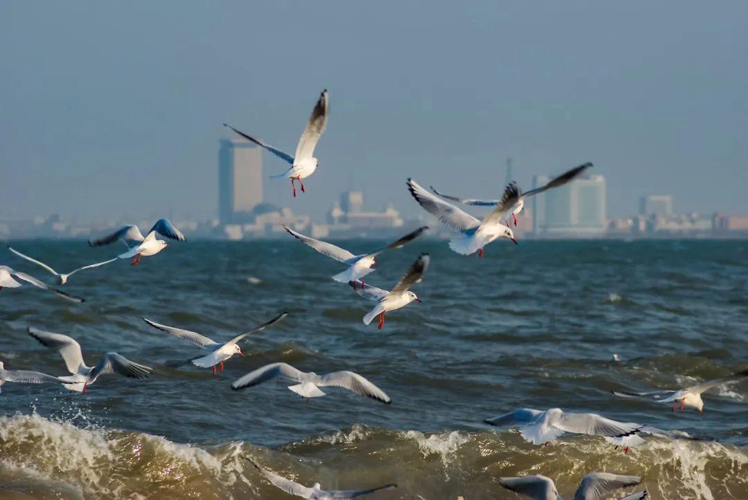 山东除了淄博还有哪里好玩,淄博都有哪些值得游玩的地方