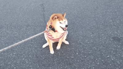 用了上百年的导盲犬，被网友们喷成了一场*局骗**，且不如电子盲杖？