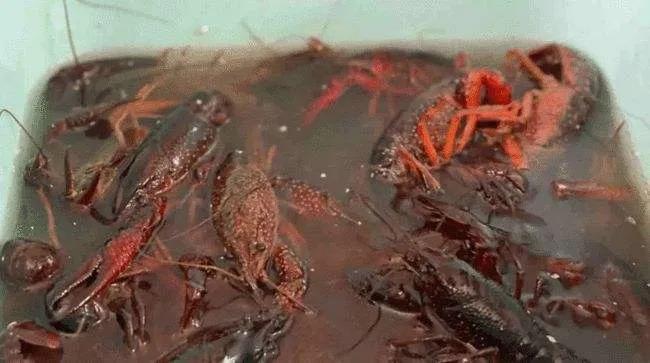 小龙虾吃多了不良症状,小龙虾吃多了会怎样