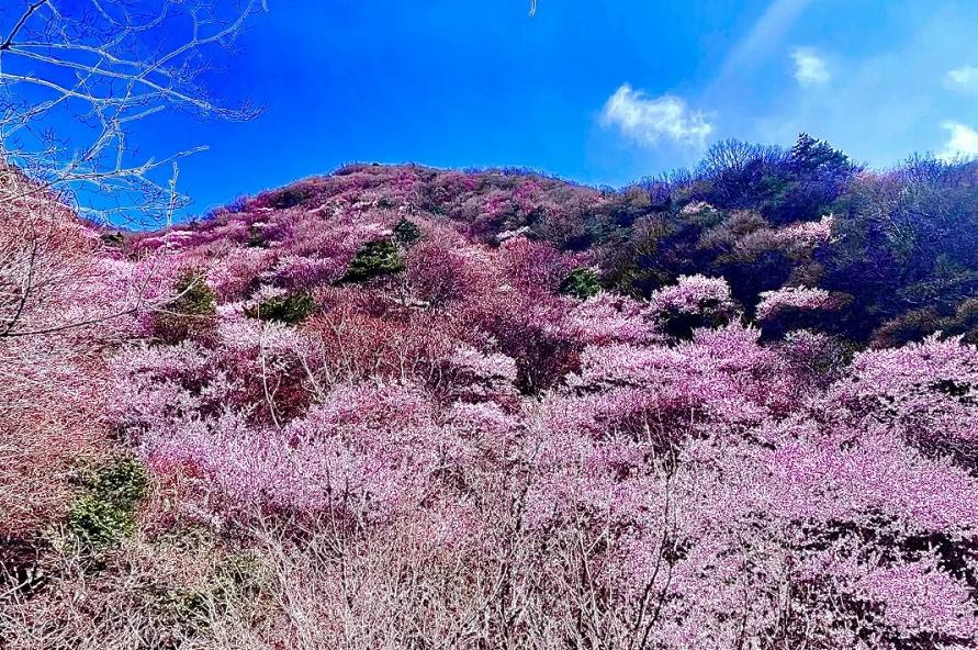 西安桃花观赏最佳地点,西安桃花潭公园桃花什么时候开