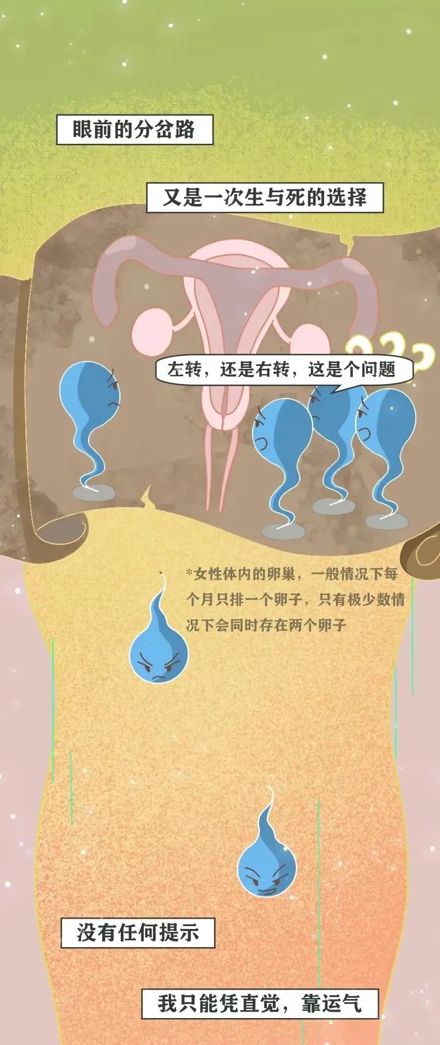 精子是怎么进入对方体内的，真是历经九九八十一难！