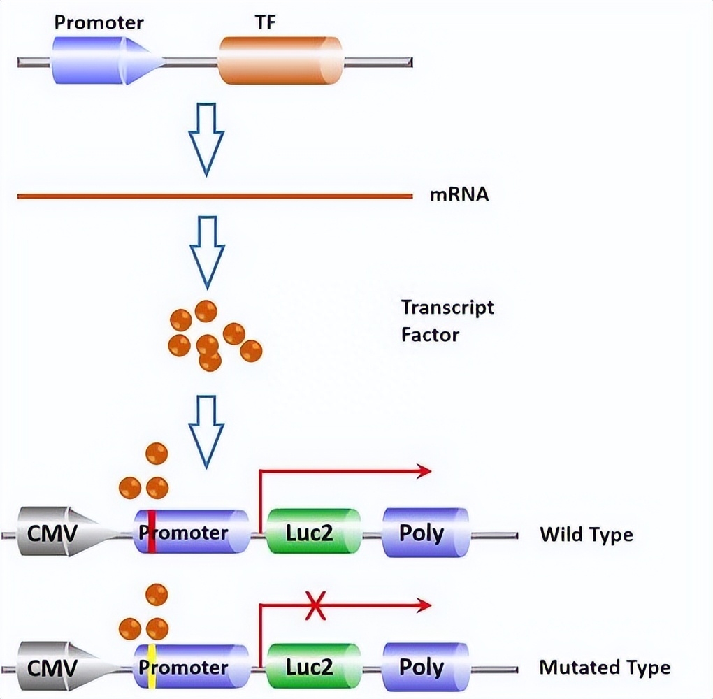 如何使用EOSM290机器，在不同加工条件中，制造出极端形状的薄壁