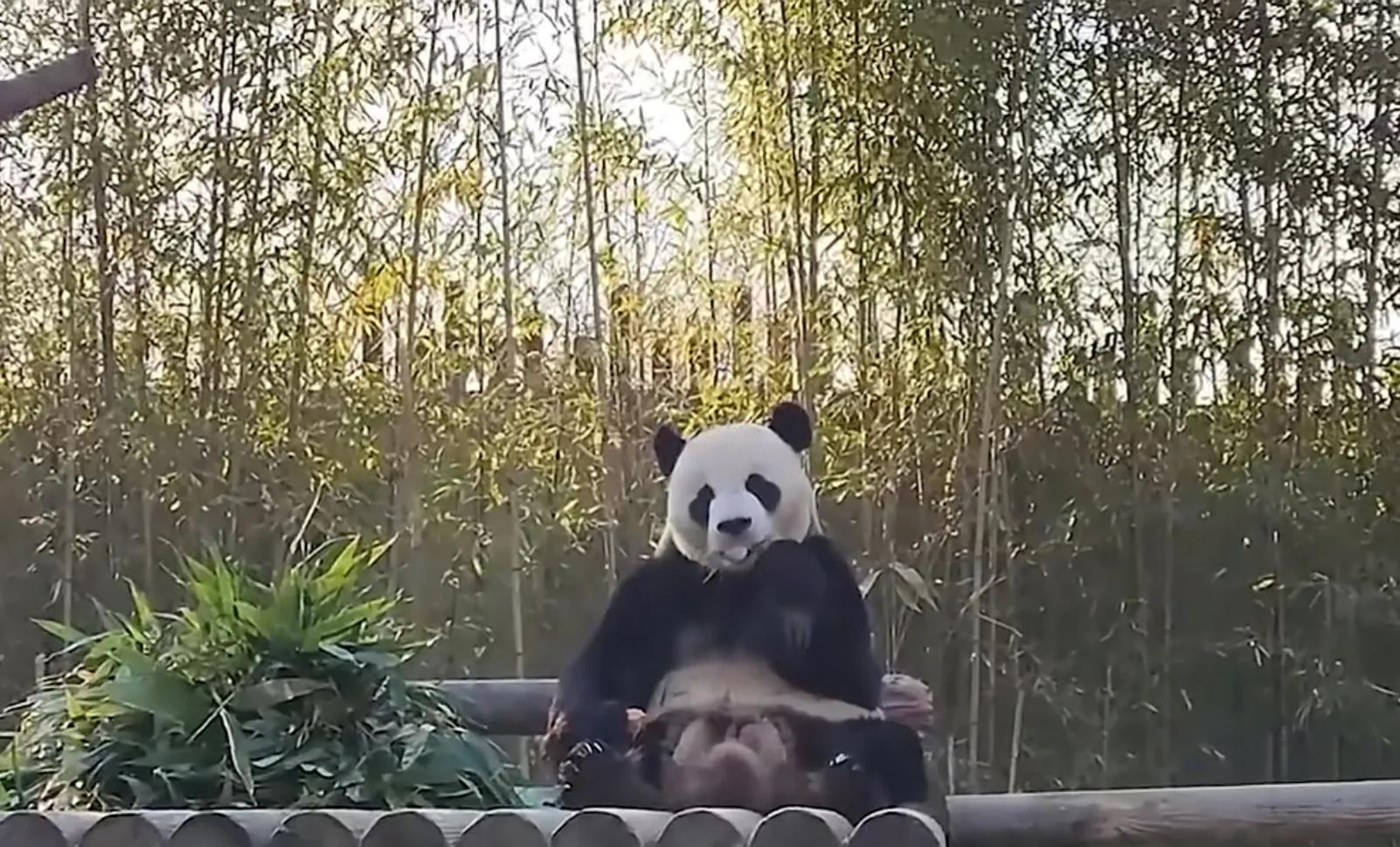 央妈也蹭热度官宣爱宝二胎，宝家族自然繁育的故事，再次开花结果