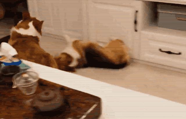 养柯基十大风险有哪些地方,养柯基十大好处和坏处