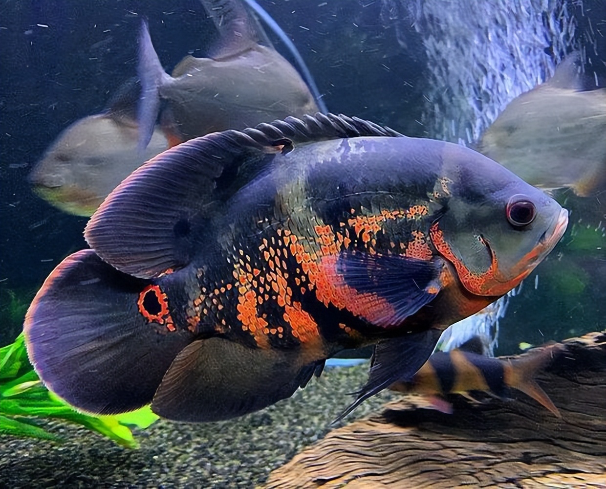 地图鱼好养吗爱生病吗,地图鱼生病的症状