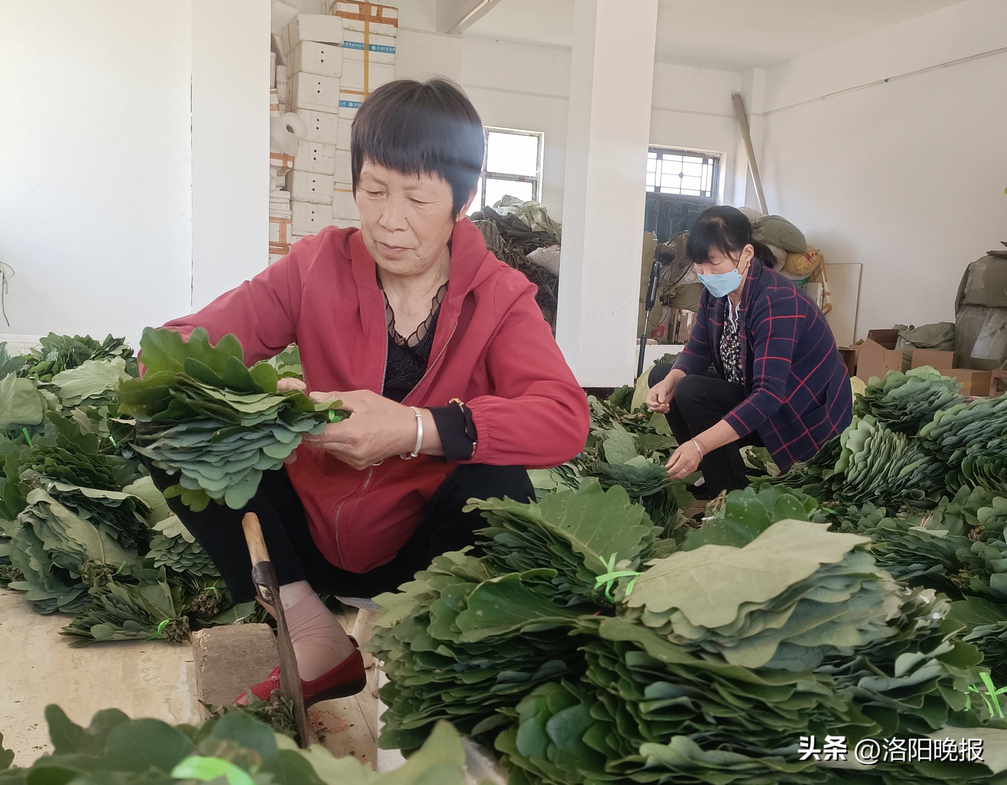 宿松小艾草成为脱贫致富黄金叶,车村镇槲叶
