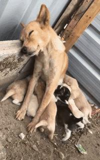 土狗基本都是什么品种,土狗哪个品种比较大