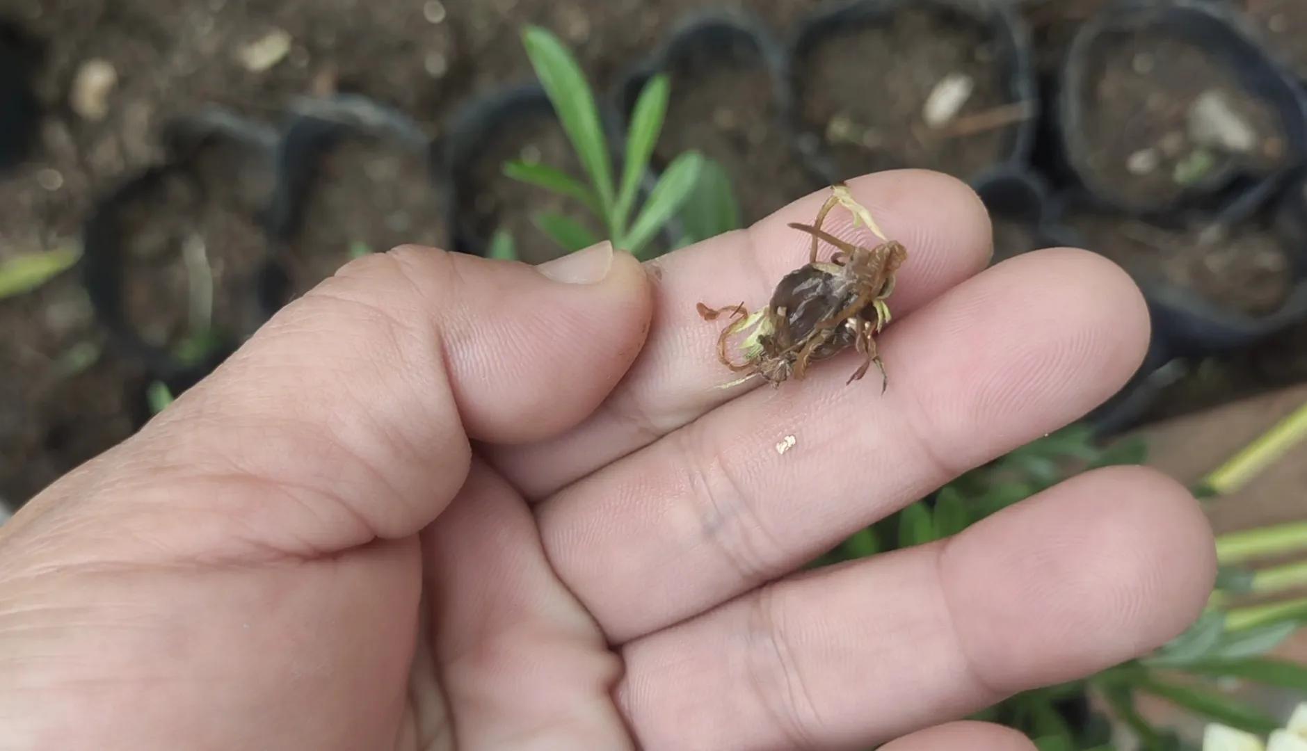 枯萎的勋章菊怎么处理,勋章菊枯萎