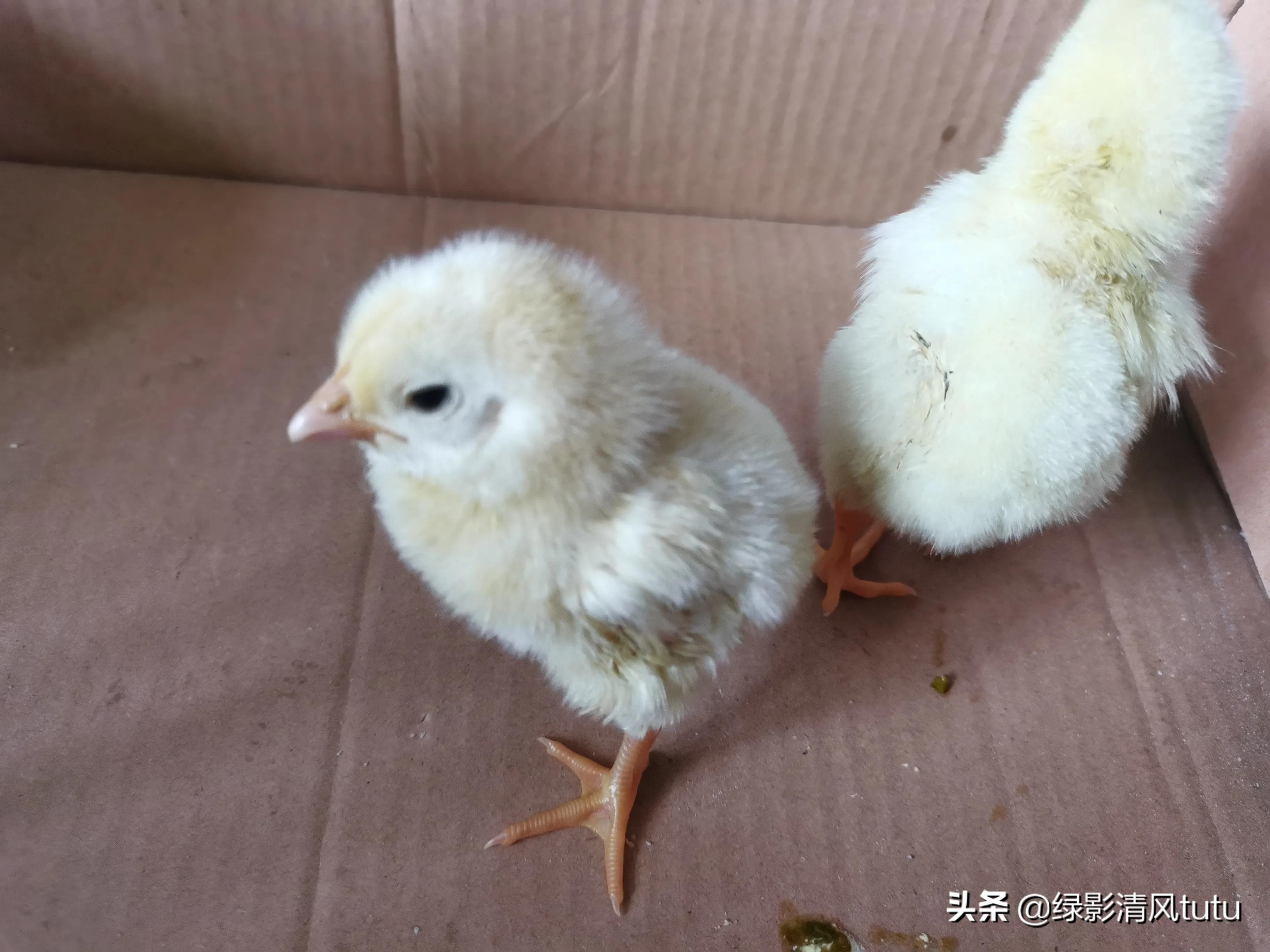 养不养孩子的区别,养宠物对孩子健康有什么影响