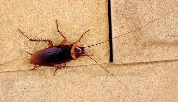 餐厅有蟑螂如何消灭,餐厅发现蟑螂罚款多少