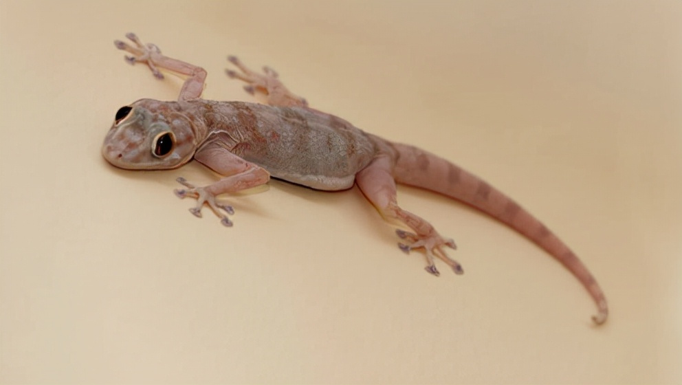 家里进壁虎了要不要把它打下来,家里进了壁虎怎么驱赶