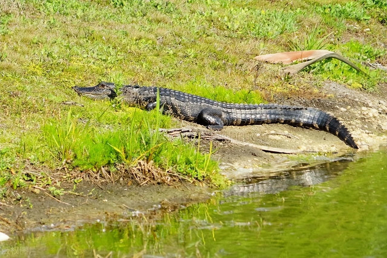 鳄鱼养殖需要办证吗,人工养殖的鳄鱼视频