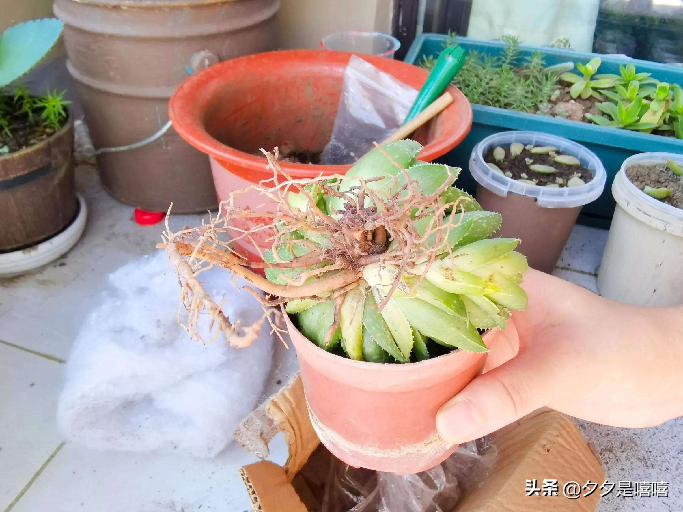波露盆栽养殖方法,阳台种植稻谷视频