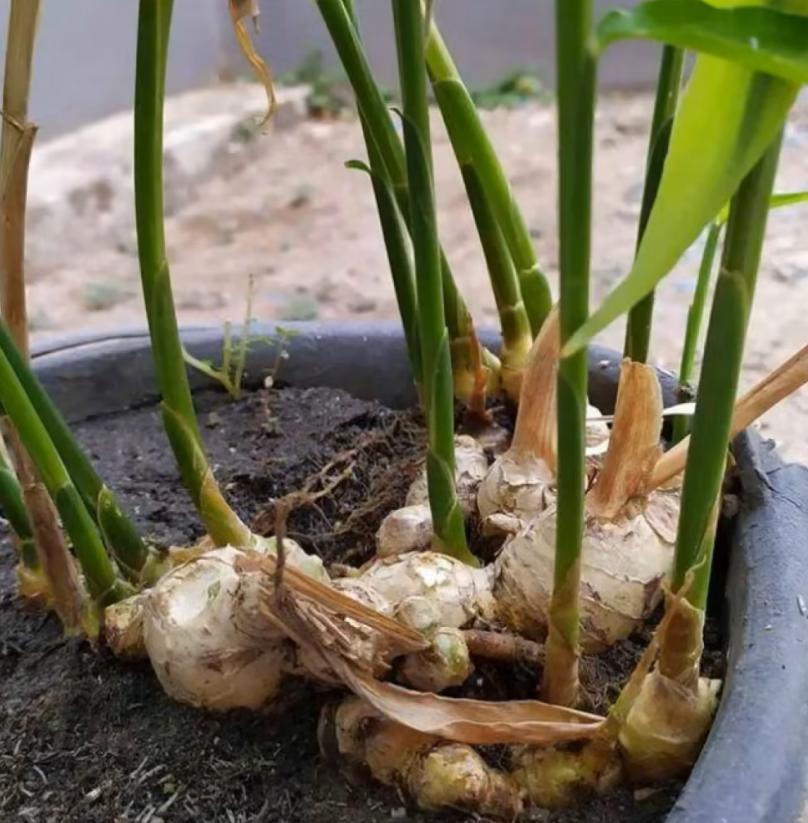 如何一年四季种盆栽生姜,盆栽生姜和种地里的生姜