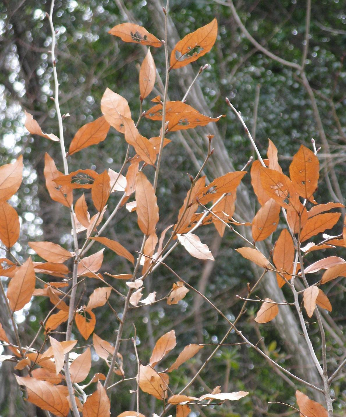 胡椒全身是宝吗,山胡椒全身都是宝