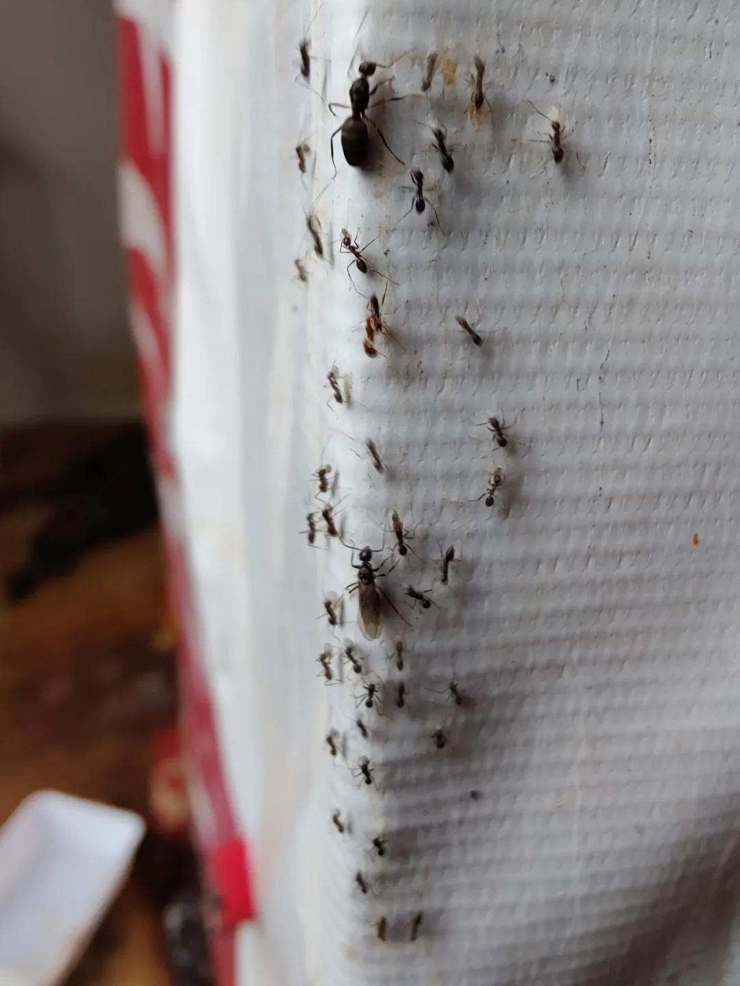 集中营六记,集中营逃亡7年