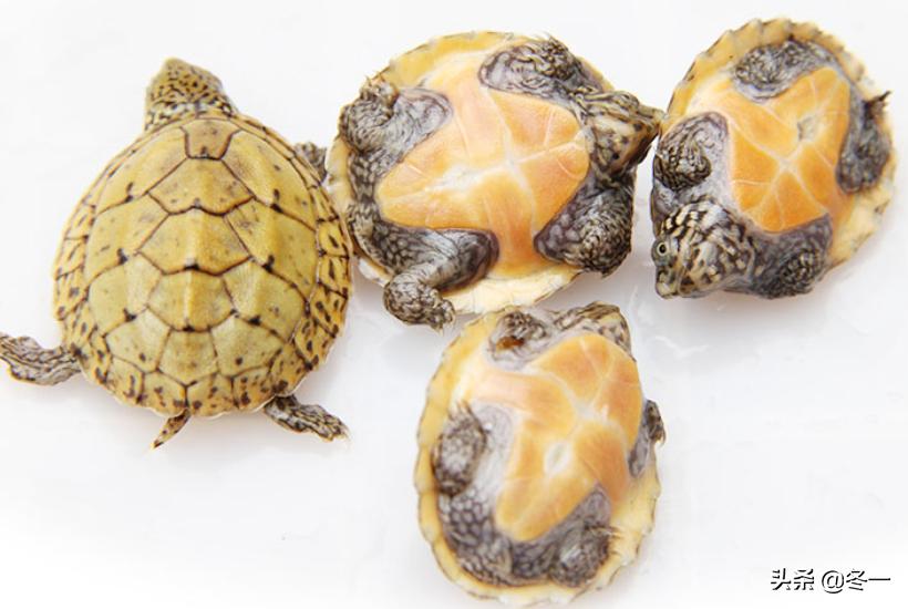 乌龟初学者,乌龟新手入门教程视频